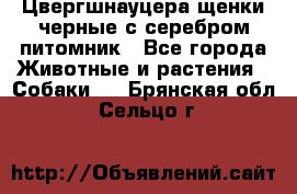 Цвергшнауцера щенки черные с серебром питомник - Все города Животные и растения » Собаки   . Брянская обл.,Сельцо г.